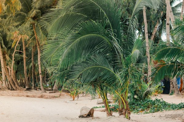 Top UK Stargazing Spots for an Unforgettable Perseid Meteor Shower Experience This Summer!